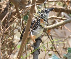 Trachyphonus darnaudii usambiro