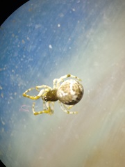 Parasteatoda merapiensis