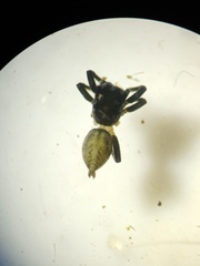 Phintella bifurcilinea