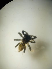 Phintella bifurcilinea