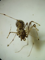 Scytodes fusca