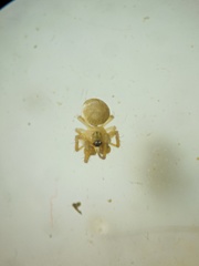Theridiosoma