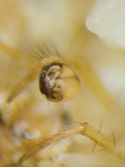 Theridiosoma