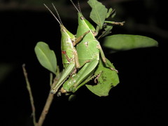 Sphenarium mexicanum