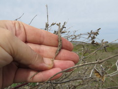 Neolasioptera lupini