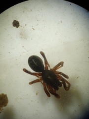 Oedignatha scrobiculata