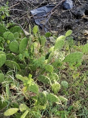 Opuntia guatemalensis