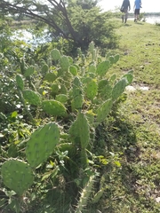Opuntia guatemalensis