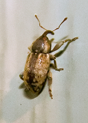 Pachytychius haematocephalus