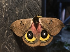 Automeris belti