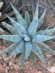 Agave chrysantha