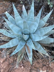 Agave chrysantha