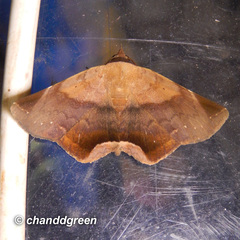 Psimada quadripennis