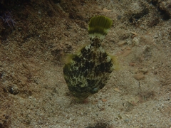 Stephanolepis diaspros