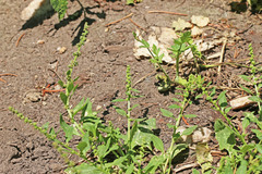 Oxybasis rubra humilis