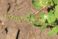 Oxybasis rubra humilis