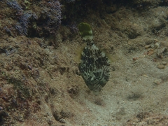 Stephanolepis diaspros