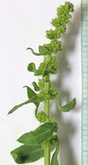 Oxybasis rubra humilis