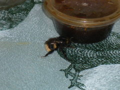 Bombus