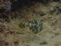 Stephanolepis diaspros