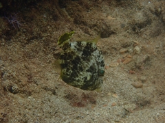 Stephanolepis diaspros