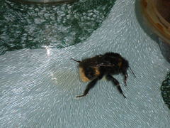 Bombus