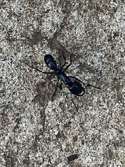 Plectroctena