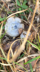 Lactarius indigo
