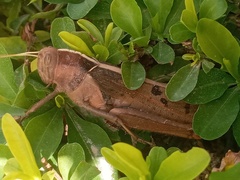 Acanthacris ruficornis