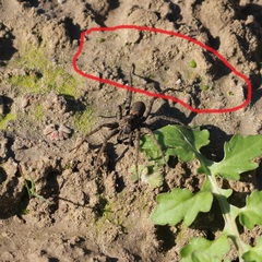 Botrydium granulatum