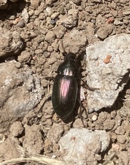Coleoptera
