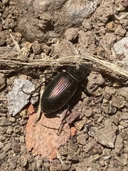 Coleoptera