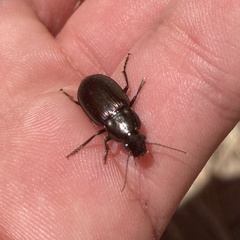 Coleoptera