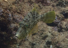 Stephanolepis diaspros