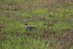 Columba livia