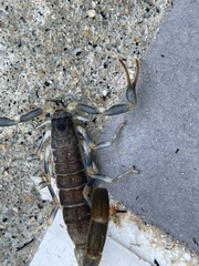 Uroplectes flavoviridis