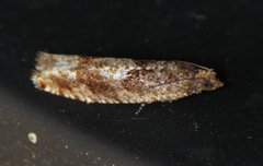 Pseudexentera spoliana