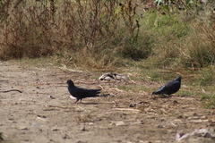 Columba livia