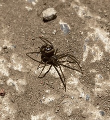 Steatoda grossa