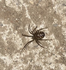 Steatoda grossa
