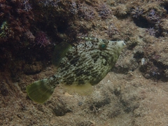 Stephanolepis diaspros