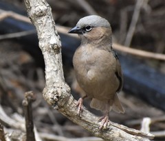 Pseudonigrita arnaudi
