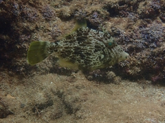 Stephanolepis diaspros