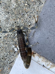 Uroplectes flavoviridis