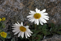 Leucanthemopsis
