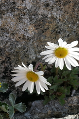 Leucanthemopsis