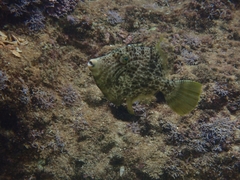 Stephanolepis diaspros