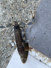 Uroplectes flavoviridis