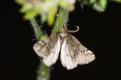 Tephronia codetaria sicula