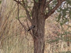 Melaniparus cinerascens